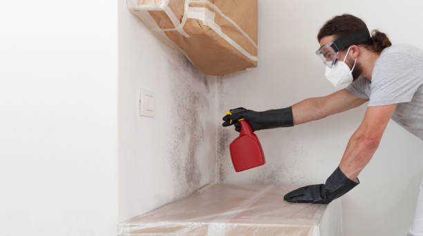 Basement Mold Remediation treatment on basement walls in Northbrook